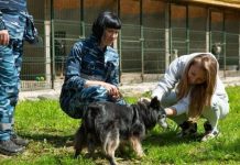 Новый дом для «пенсионера». Служебная собака Аэрофлота завершила «карьеру»